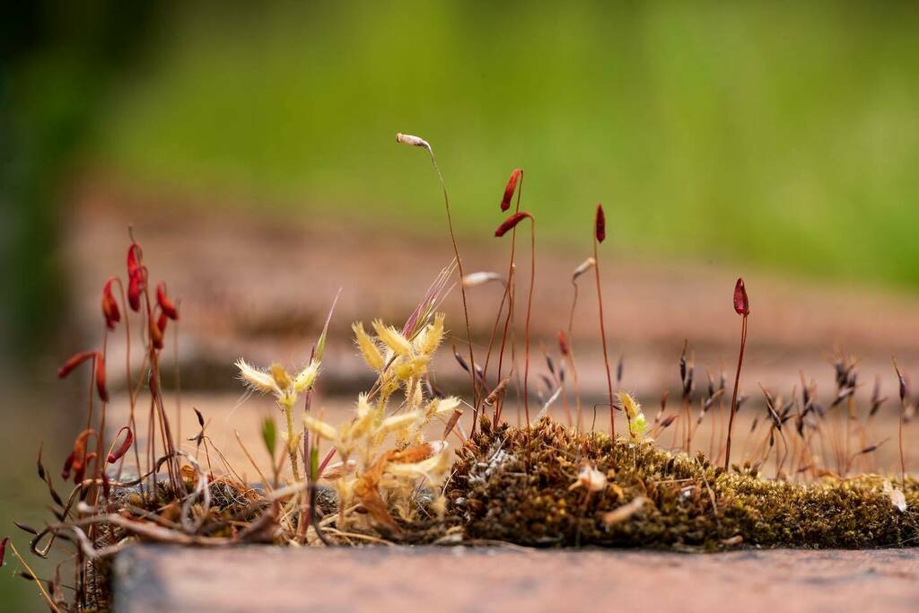 stirwise's tweet photo. Tiniest garden
.
.
#mosses #macro #naturemacro #macrophotography #tinyworlds #leicam #leicam10 #nature #naturephotography #hexanon #mhexanon #konica https://t.co/0FkJYJsitz