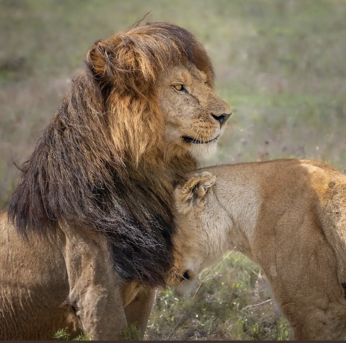 توسّدي صدري المملي شموخ وْغرام
صكّات الاحزان في وجهي وفي شاربي

انا عرينك ليا صارت حياتك حطام 
وانا سلاح انتصارك ،قومي وحاربي 

عليك احس انّ قلبي مثلَ ريش النعام 
رهيف، لاهب نسناس "الوَله" طار بي

ابحرت في عاتي امواجك، مع ان الملام
"تجري رياحه بما لايشتهي قاربي"