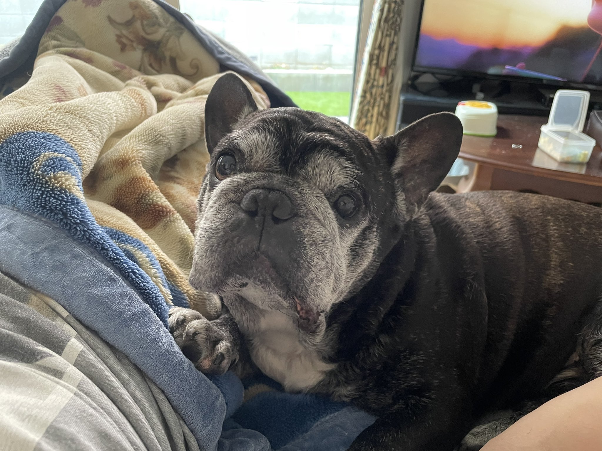 やしち 結構かまちょで人間好き フレンチブルドッグ フレブル T Co 38qgvvz4b2 Twitter