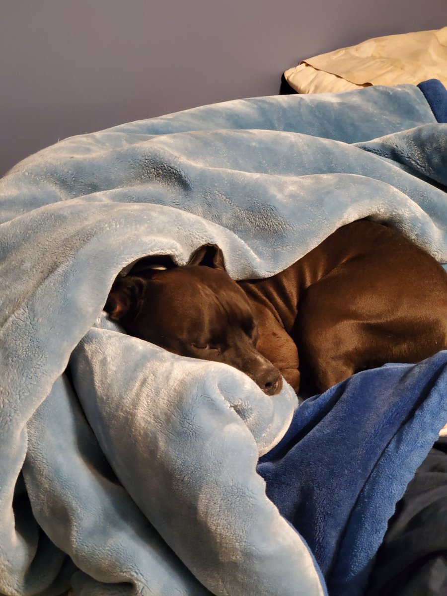 DBoyJavs's tweet photo. @maxgonemad1205 My boy rocky https://t.co/wXF9oPRcbS