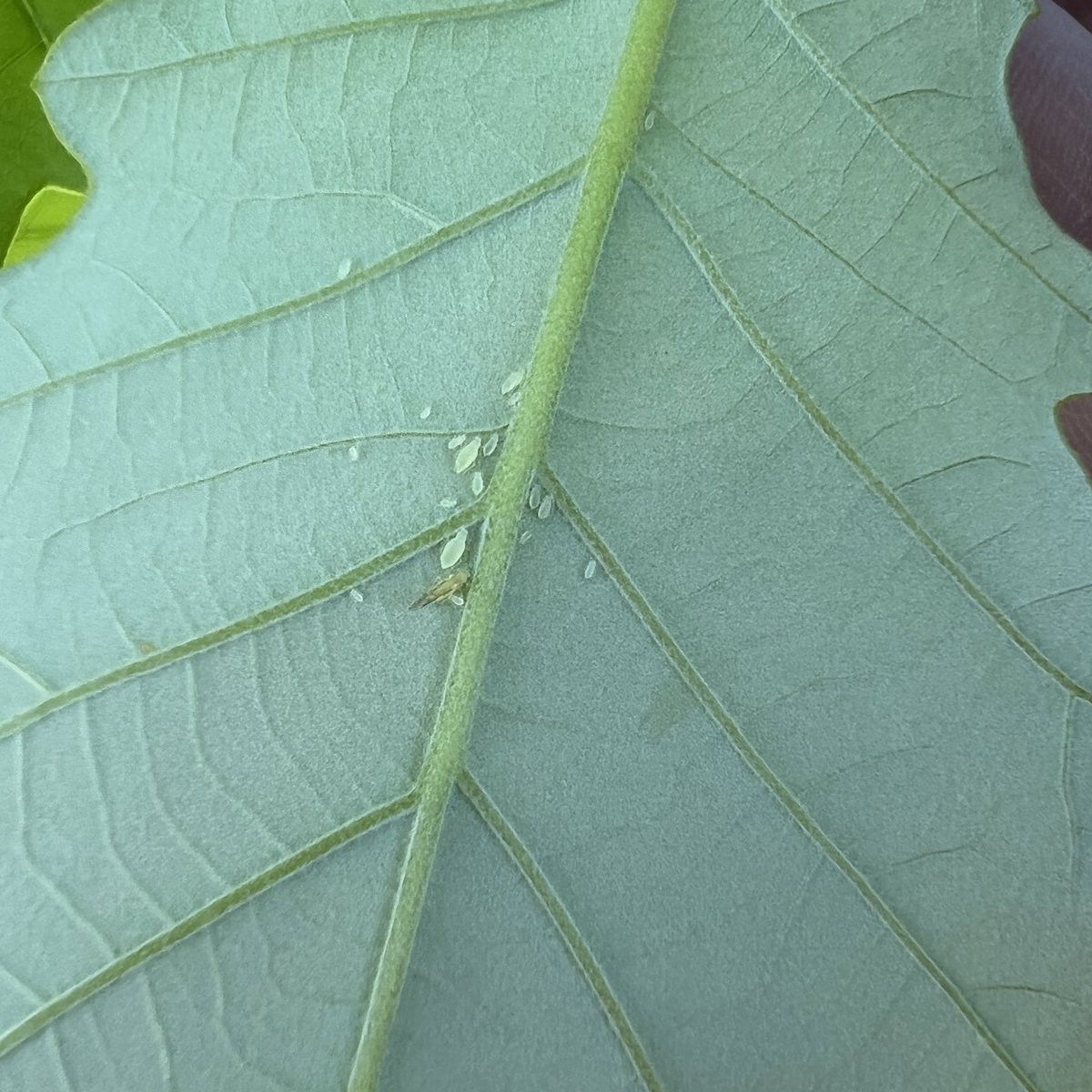 Arthro-Pod (@arthro_podshow) on Twitter photo New episode about plant-insect interactions involving aphids. You’ll never look at aphids the same way after listening to this interview between <a href="/JodyBugsMeUNL/">Jody Green</a> & @KaitChapmanUNL
Check it out: arthro-pod.blogspot.com/2022/05/arthro… #aphids <a href="/bugmanjon/">Jonathan Larson</a> @mskvarla36 New episode about plant-insect interactions involving aphids. You’ll never look at aphids the same way after listening to this interview between <a href="/JodyBugsMeUNL/">Jody Green</a> & @KaitChapmanUNL
Check it out: arthro-pod.blogspot.com/2022/05/arthro… #aphids <a href="/bugmanjon/">Jonathan Larson</a> @mskvarla36