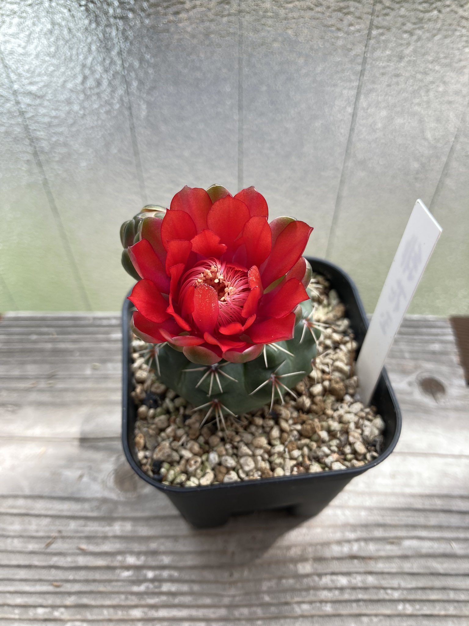 تويتر Ariari على تويتر 今日は全開姿を見られるんだろうか 去年買った緋花玉 本体の凸凹がカッコいいand花の美しさに魅了されてしまった ギムノカリキウム良いよねえ これからちょっとずつ増やしていきたい サボテン ギムノカリキウム 緋花玉 T Co