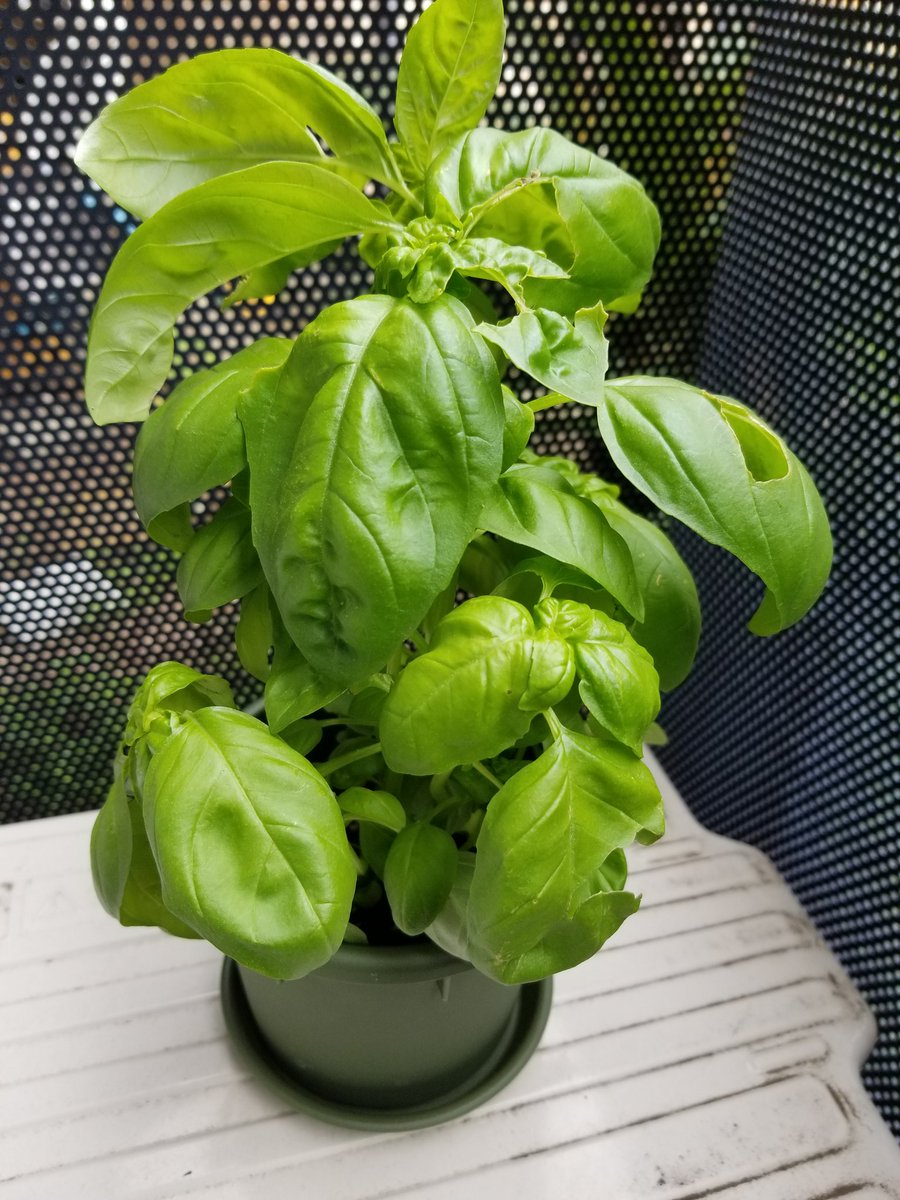 Slow2P's tweet photo. So I'm planning on making ratatouille for the first time today and the recipe requires some basil leaves. I went to the market and saw that 5 leaves cost $1. So I figured I might as well get a plant. So here we are. I shall name it Lord Pesto, bringer of flavor, first of its name https://t.co/wmIusJesnN