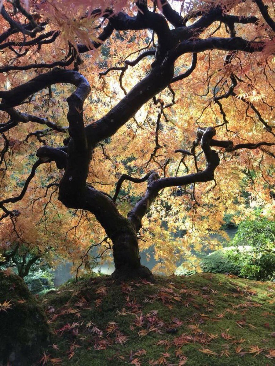 ether_earth_'s tweet photo. Maple tree at the Japanese Gardens Portland Oregon
#NaturePhotography #nature #trees https://t.co/woxePHsGv2
