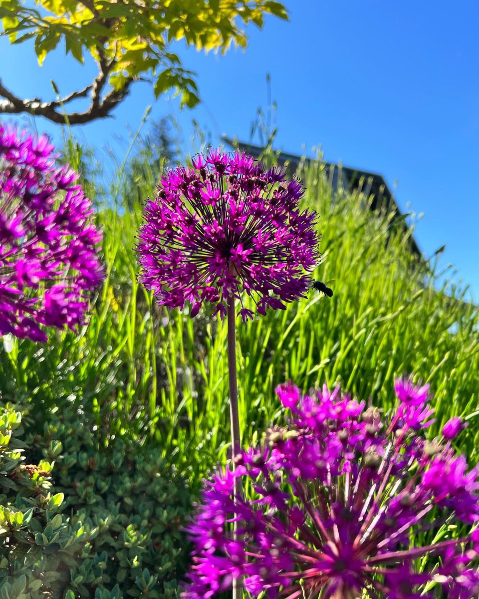 UWBothell's tweet image. Beautiful day on campus today. 💜💛 Don’t forget to take breaks while studying and good luck with finals, huskies! #uwbothell