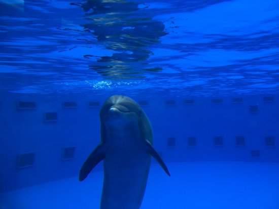 DayanaSheinin7's tweet photo. #39canimals The limited space can create aggression and frustration, which in the wild, dolphins are able to easily swim away to avoid any interaction, but in captivity they do not have the needed space, and instead they clash with the tank or another dolphin. https://t.co/NF5Acz0qur