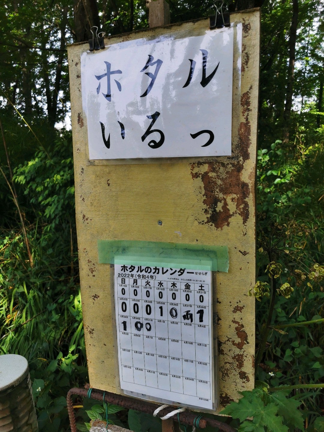 Piroko ホタルはじめました 清瀬せせらぎ公園 In 清瀬市 東京都 T Co Fkrxznvisx T Co Tq3f6pbzkd Twitter