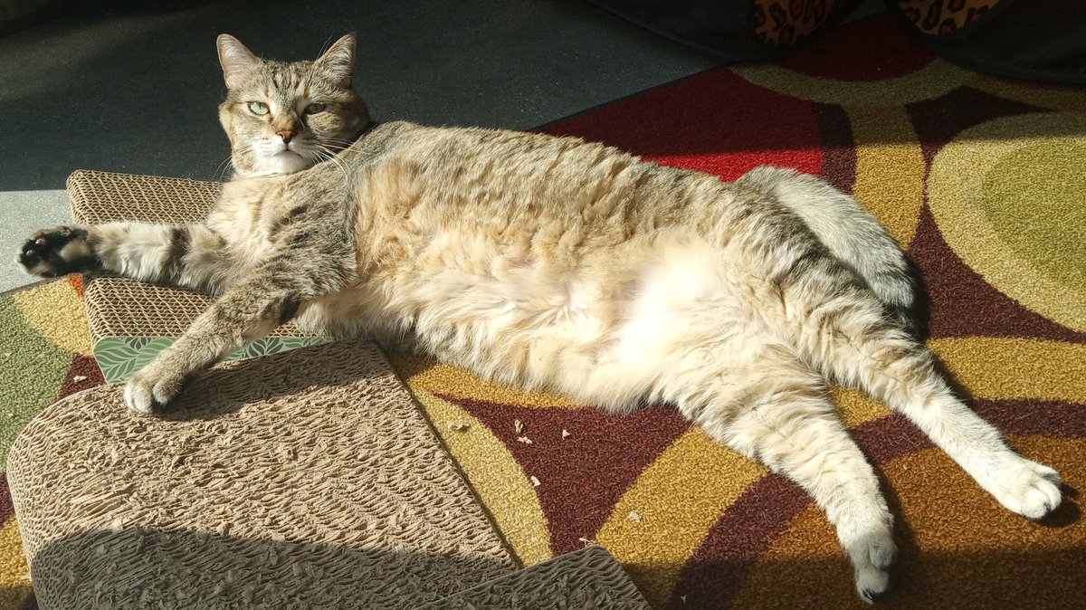 _GracieNetwork_'s tweet photo. Hello my names Gracie Wilde and I'm an L.A. #cat, born &amp; raised. My Dads from San Francisco so we have kind of a friendly rivalry goin on round here (at least he thinks its a rivalry). Pls help me get my page off the grrrround with retweets if u can! Thx #CatsofTwitter #Caturday https://t.co/mcr9ftgcpF