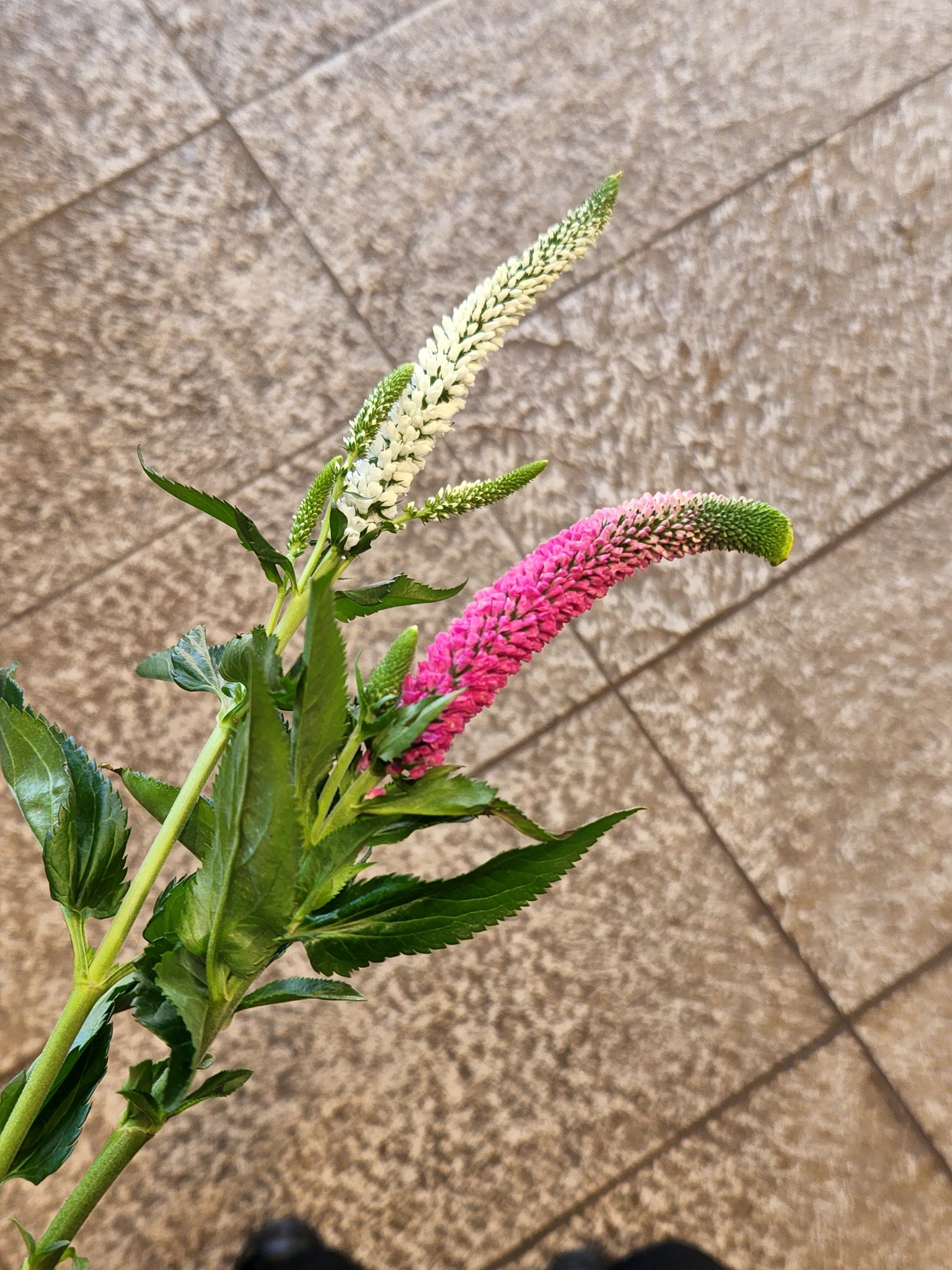 花里 ふと思いついて逆さまにしたら 手持ち花火のようだった 最近 花火していないな 今年の夏こそは ベロニカ 一輪挿しに バサッと活けても素敵 花を飾ろう 花を愛でよう 花を贈ろう 花のある暮らし 花里 逗子銀座通り 逗子花屋 お花屋