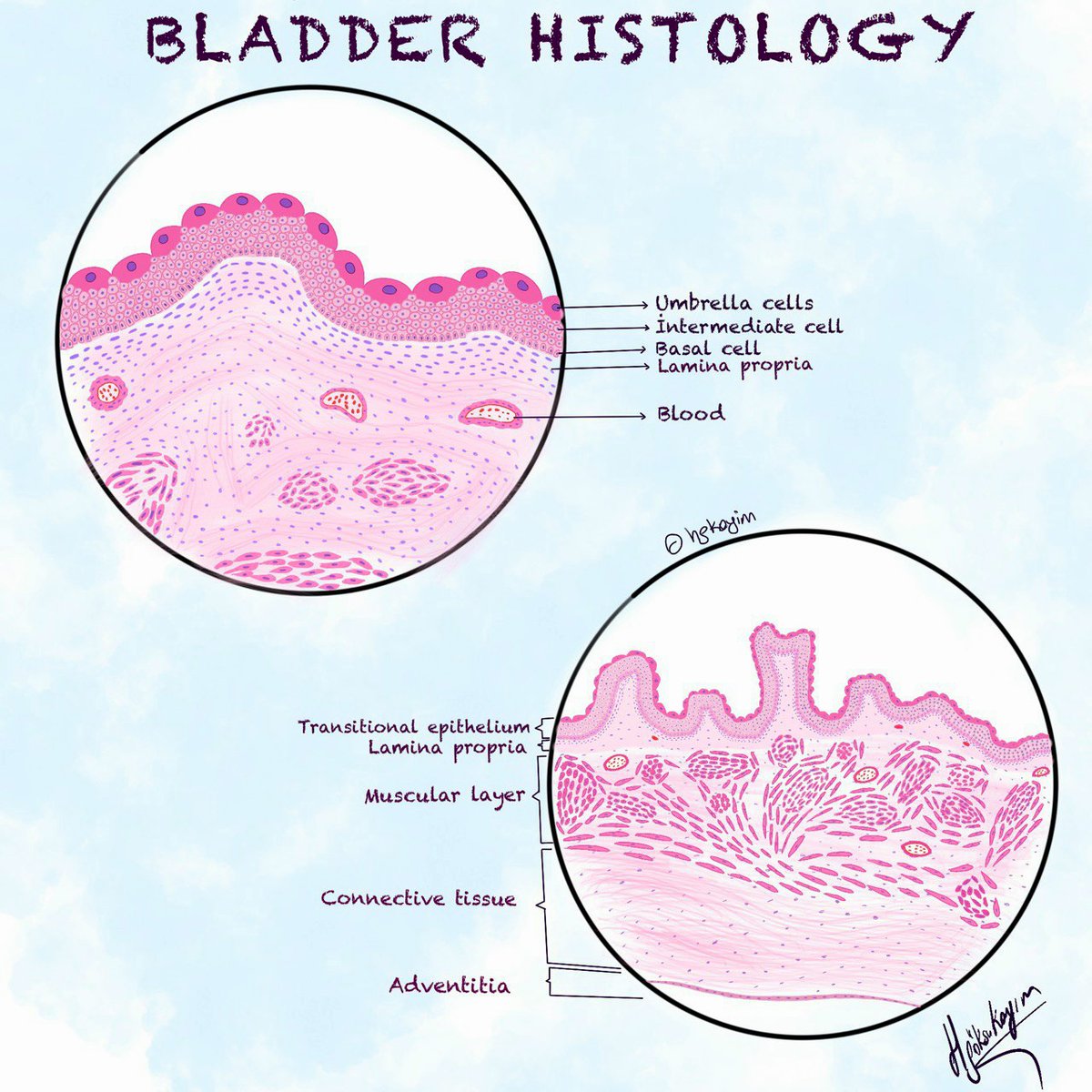 Hello #medtwitter,
How is my bladder histology drawing? 
Would you like me to draw a 3D version of the bladder?
Keep following 😉
#medstudent #pathtwitter @pembeoltulu #histoart #pathart