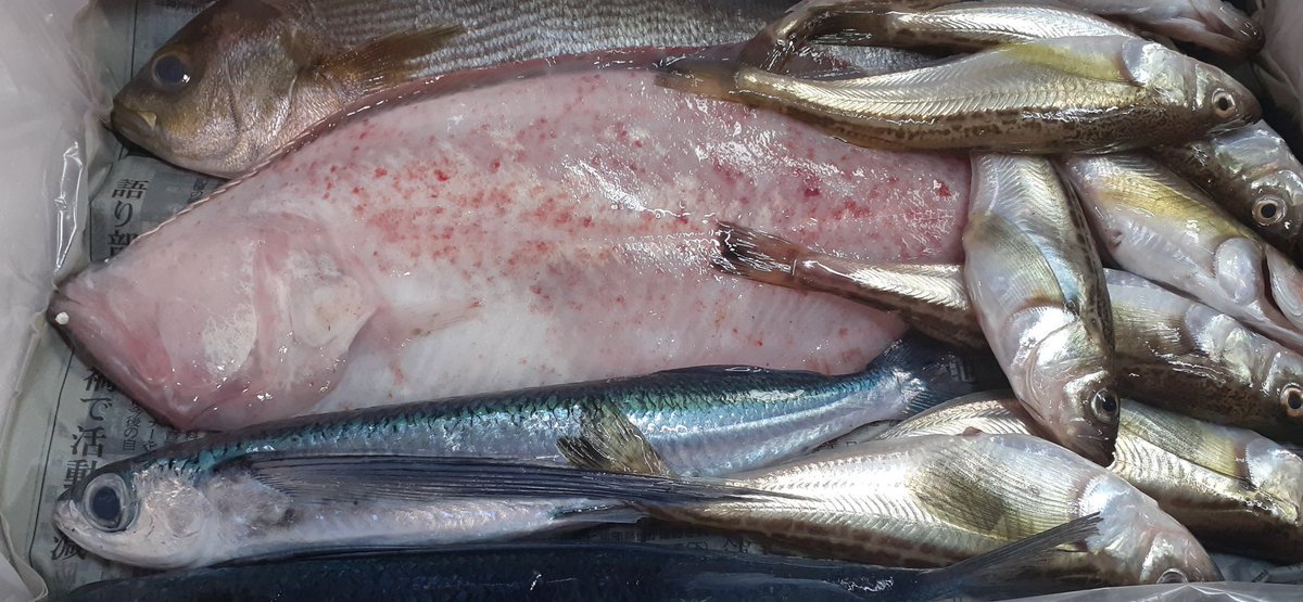 おはようございます☀
飛び魚の刺身、いさきの塩焼き、あとは全て煮付けに。
ハタハタがはちゃめちゃに美味しかった😌💕
🍺も🐟も一日でなくなってしもた...🫢
あとの画像は作業途中のもの。 