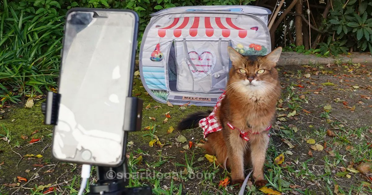 Playful Kitty tweet media
