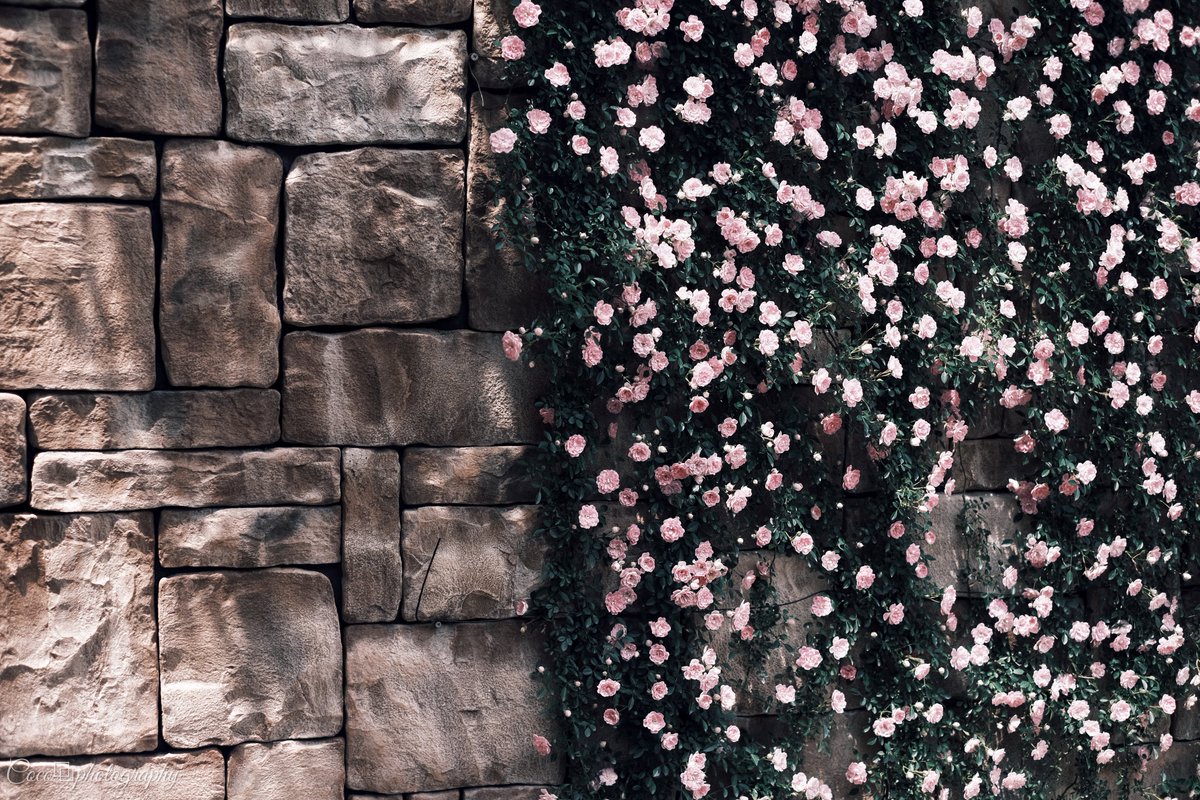 想う𓂃◌𓈒❁⃘