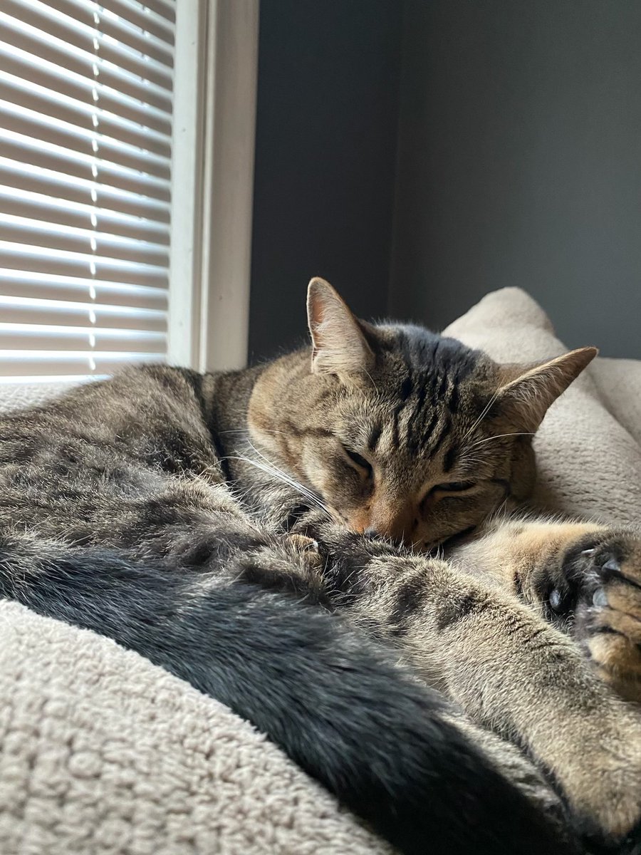 Cardamone_Eva's tweet photo. If any one lives around Lincoln and Campbell or between Lincoln and 10 mile in royal oak and sees this cat his name is Alfredo he’s been missing for two days so hmu if you see him https://t.co/l5p0bv4WzH