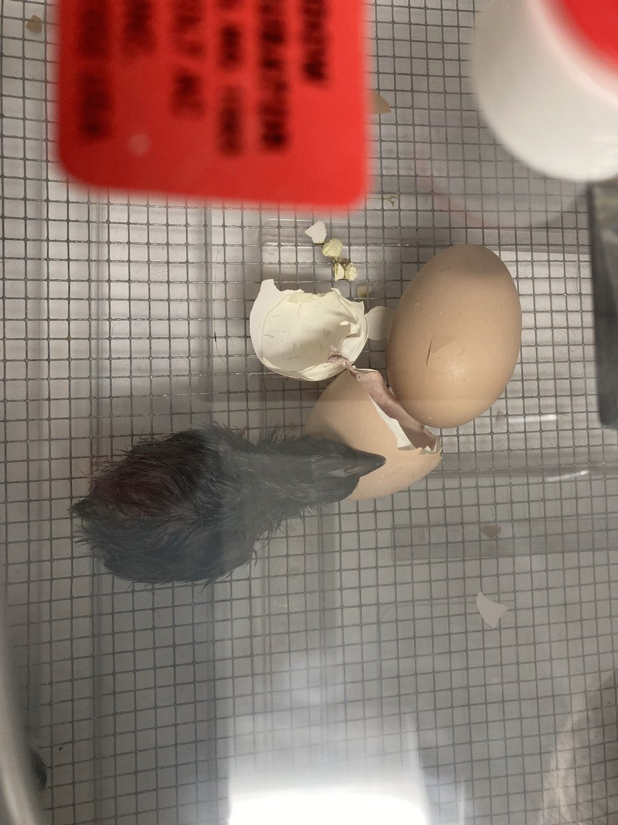 Lisa Krieger tweet media