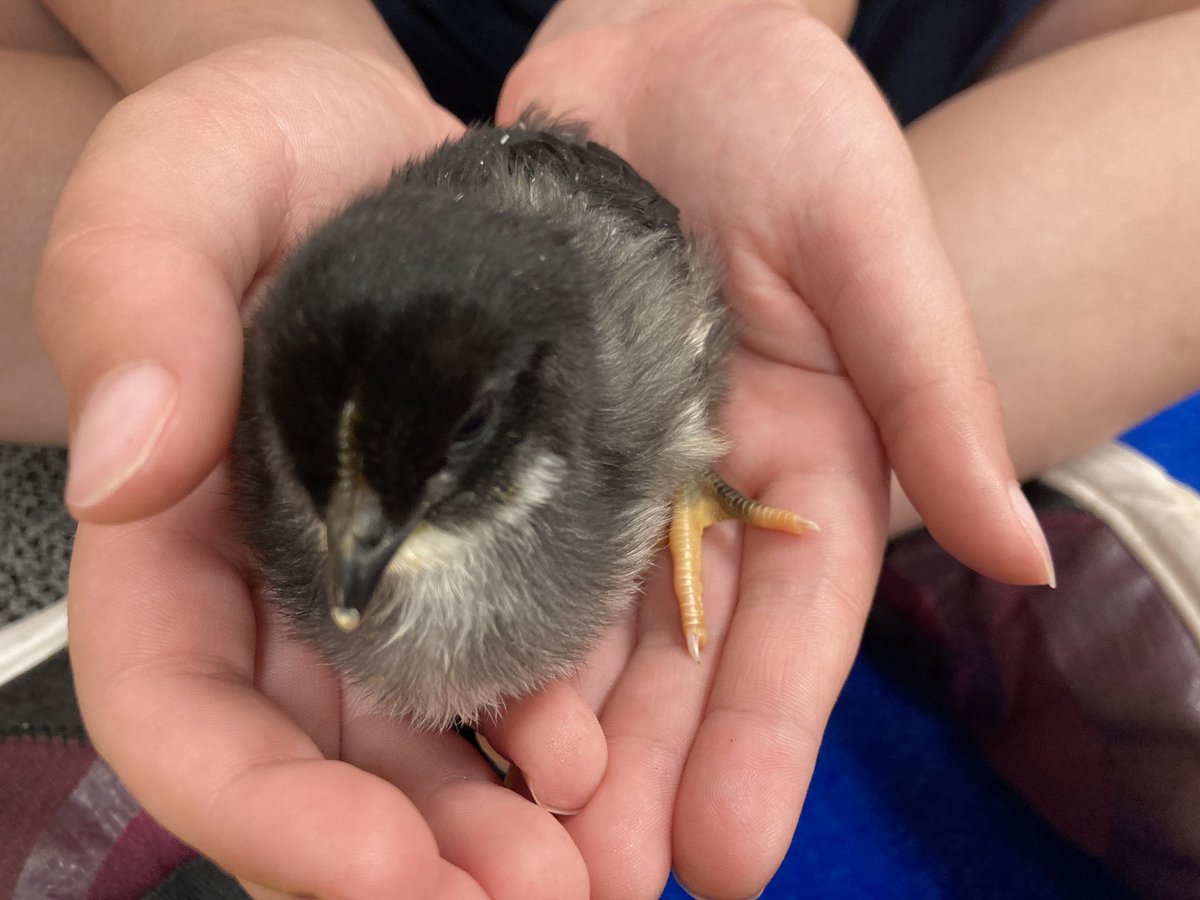 Lisa Krieger tweet media