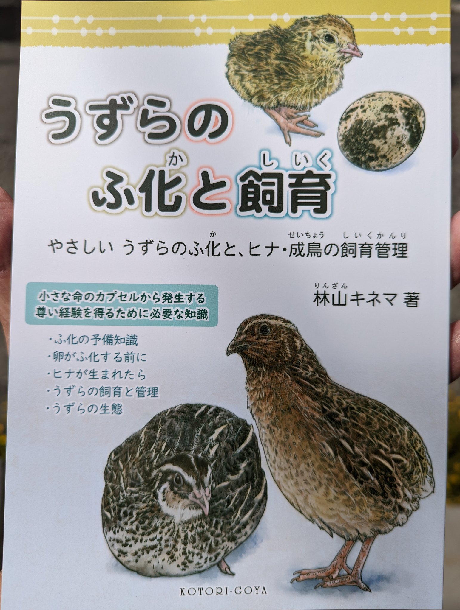 Haru うずらのふ化と飼育 Inema6 さんの本 鳥イベントでサンプルを何となく手にとってパラパラ見てみたらいつの間にか全ページを立ち読みしてしまった 売り切れだったの通販でお取り寄せした うずら ヒメウズラに関して丁寧で濃厚な内容 飼育 Haru うずらのふ化と飼育 Inema6 さんの本 鳥イベントでサンプルを何となく手にとってパラパラ見てみたらいつの間にか全ページを立ち読みしてしまった 売り切れだったの通販でお取り寄せした うずら ヒメウズラに関して丁寧で濃厚な内容 飼育