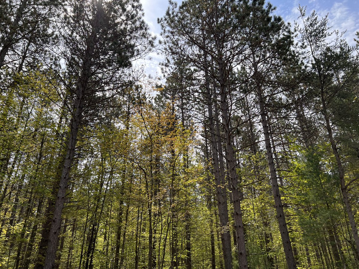 kidd_penny's tweet photo. The trees are calling and I must go. Great weekend trip “home”. #outdoors #yooperlife  #blessed https://t.co/mQ1v8lYT1T