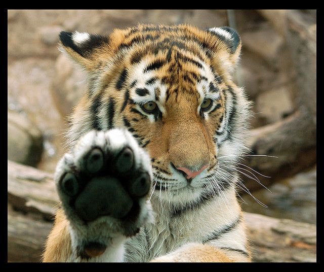 marshallmnsoft's tweet photo. Tiger softball in 2022: School record wins (17) and advance to section final three for first time in program history. What a season Tigers! Thanks for the ride. Thank you seniors: Ariasola, Schafer, Springborg and Steinbach #PawsUp https://t.co/NlQddKKnok