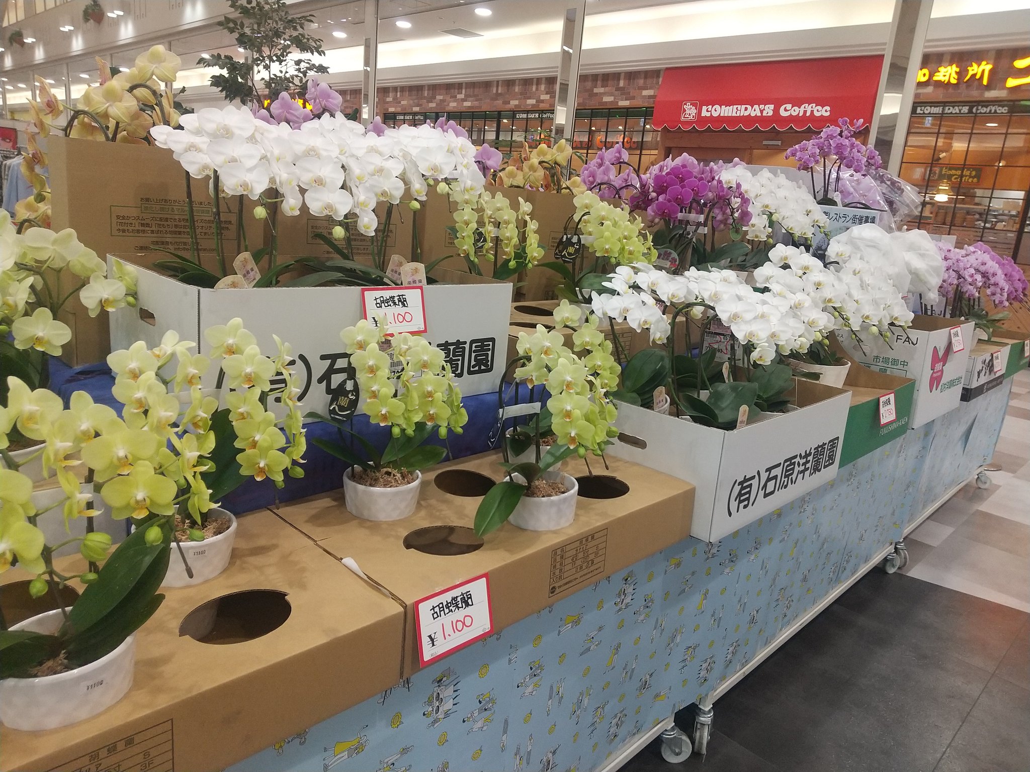 ワールドフラワー大和店 Wfyamato Twitter