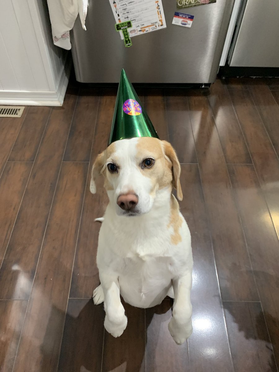 Happy 7th birthday to Lilly. Every human deserves a Lilly at least once in their lives. #birthdaypup #beagle @4thPhelps