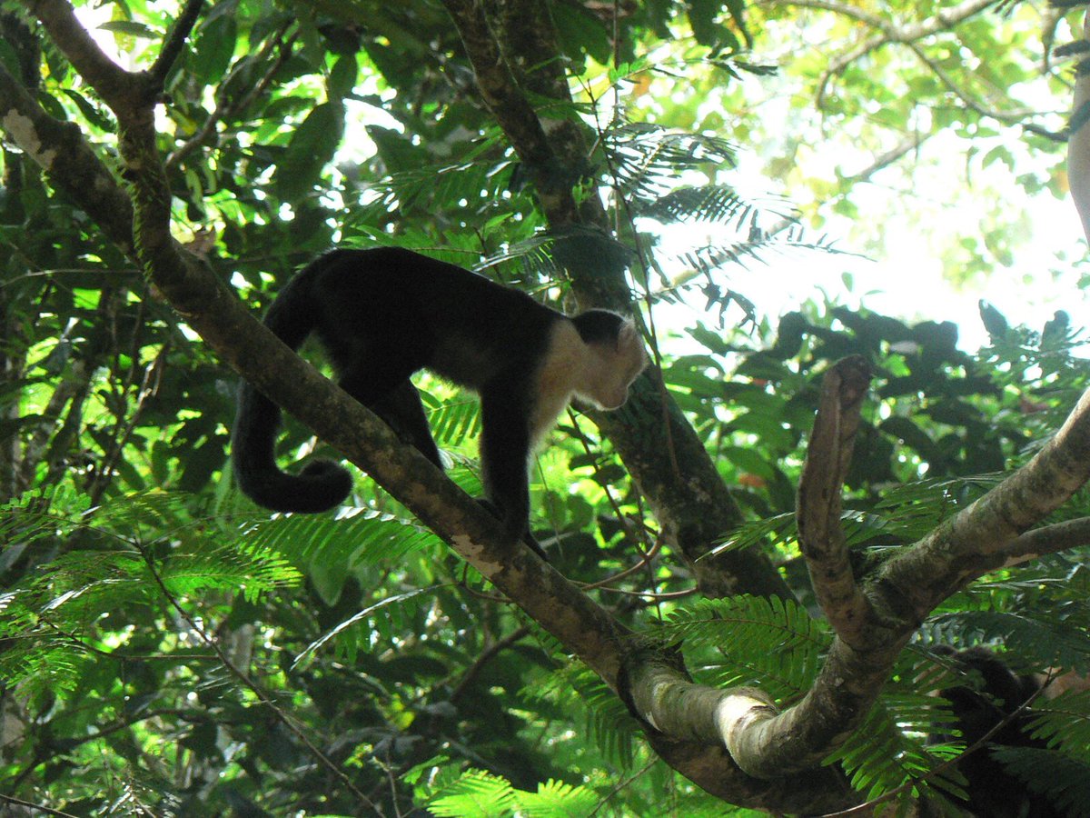 primatweeps's tweet photo. Most of you got this correctโit is a Monkey of the Americas, a capuchin monkey (Photo: @MARspidermonkey )! #TailTime #PrimatePlaytime #SciComm #Primatology https://t.co/SAHp79BPgm