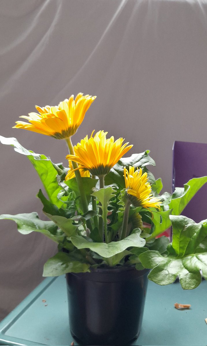 burngrl's tweet photo. Happy Birthday to my sunshine, fresh air and the prettiest flower boy, Hyojong. I adopted this daisy thinking of you. #DAWN_DAY https://t.co/3NhAWZtJpb
