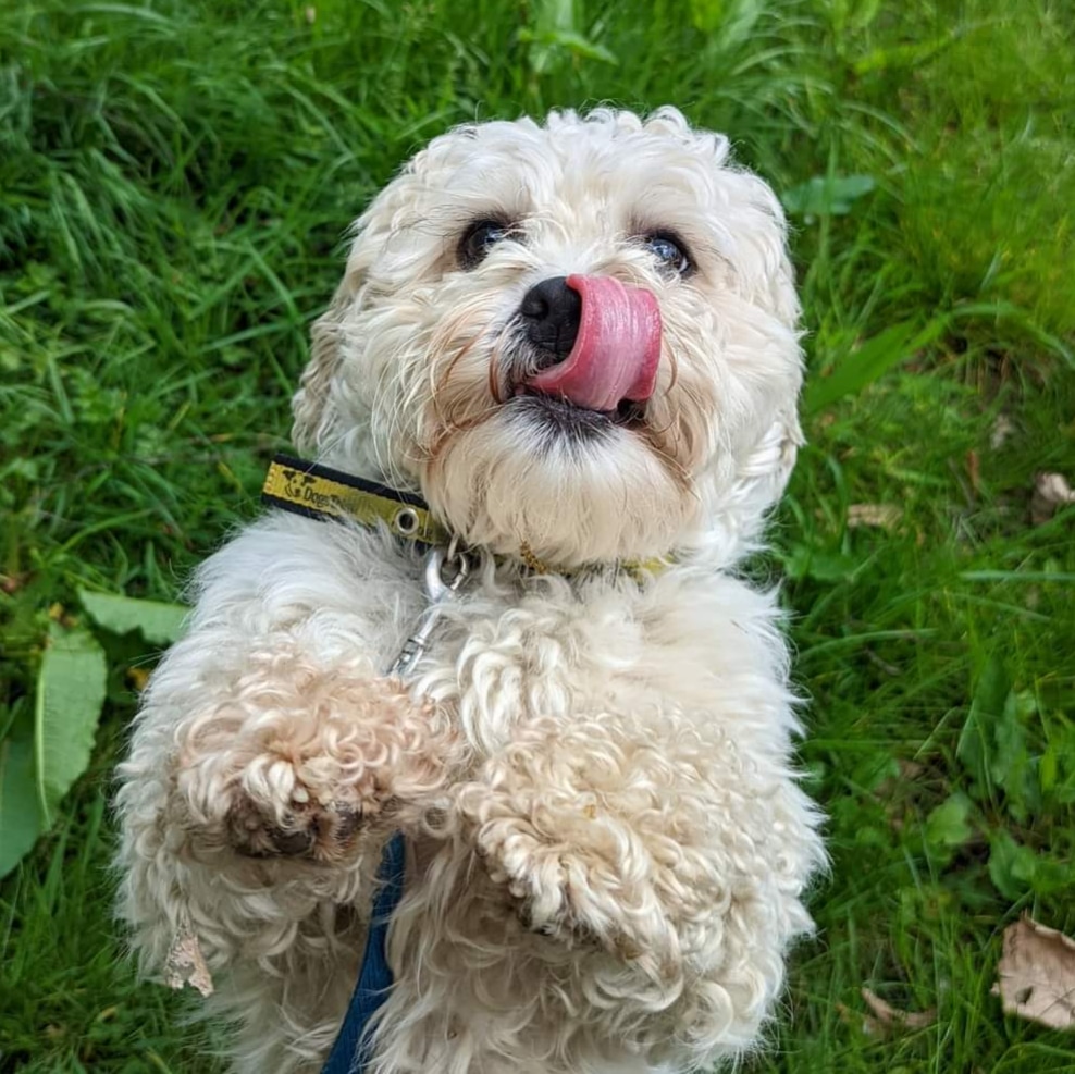 Dogs Trust Canterbury (@dt_canterbury) on Twitter photo Eddie is here for #tongueouttuesday π
If you would like to see this gorgeous little face every day and are looking to adopt a furry friend, click here to read more about this fun little chap!
dogstrust.org.uk/rehoming/dogs/β¦
#bichonfrise #dogstrustcanterbury <a href="/DogsTrust/">Dogs Trust ππΆ</a> Eddie is here for #tongueouttuesday π
If you would like to see this gorgeous little face every day and are looking to adopt a furry friend, click here to read more about this fun little chap!
dogstrust.org.uk/rehoming/dogs/β¦
#bichonfrise #dogstrustcanterbury <a href="/DogsTrust/">Dogs Trust ππΆ</a>
