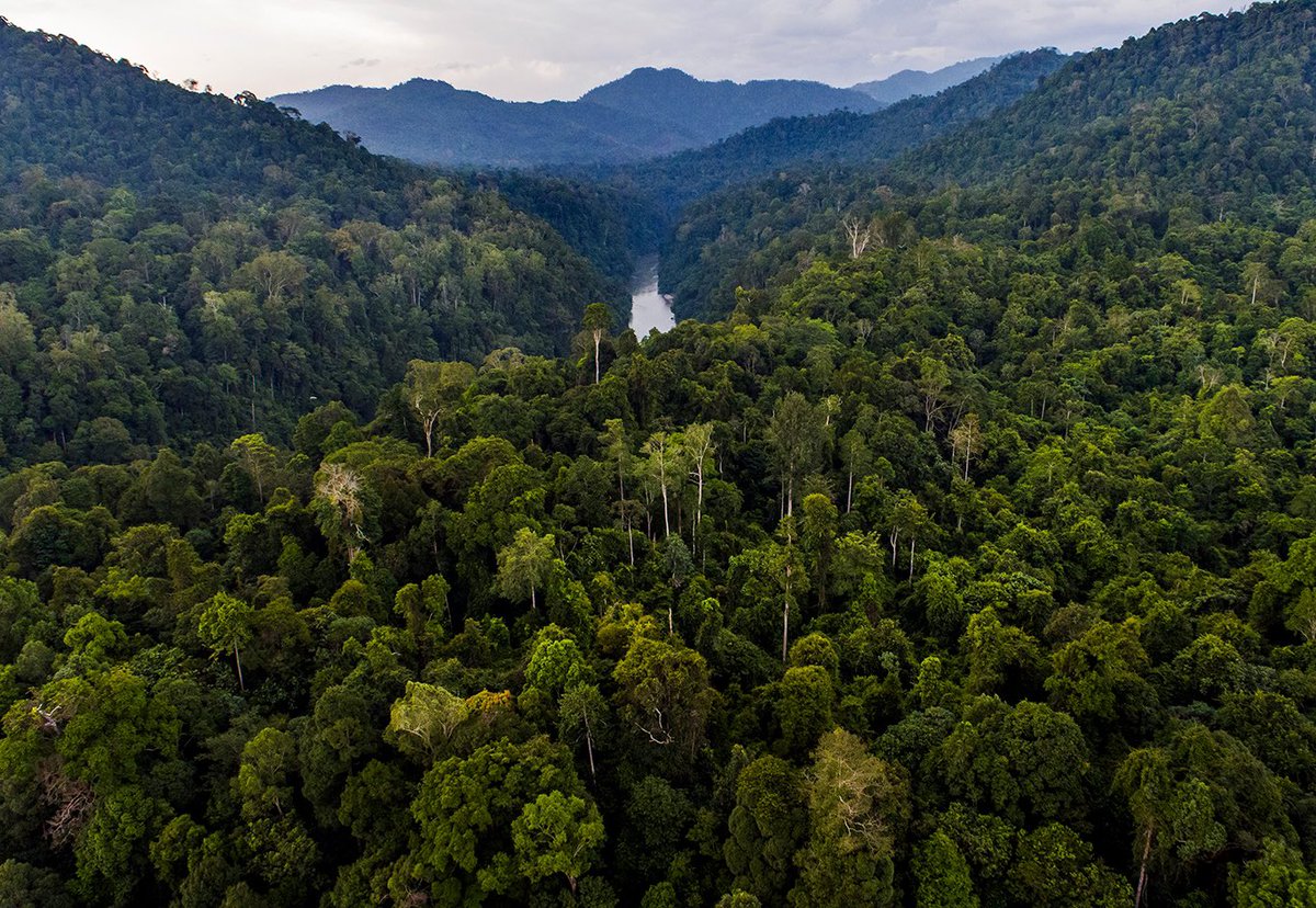 marataplitz's tweet photo. The Leuser Ecosystem connects with peoples health and air they breathe in because it provides food and water for everyone. #health #LeuserEcosystem https://t.co/arewmbUoBh