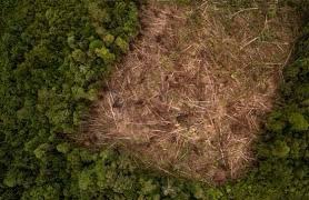marataplitz's tweet photo. A “carbon sponge” is a leaf letter formed black-soil swamps that trap carbon underground. https://t.co/7VjjLJgaJ9