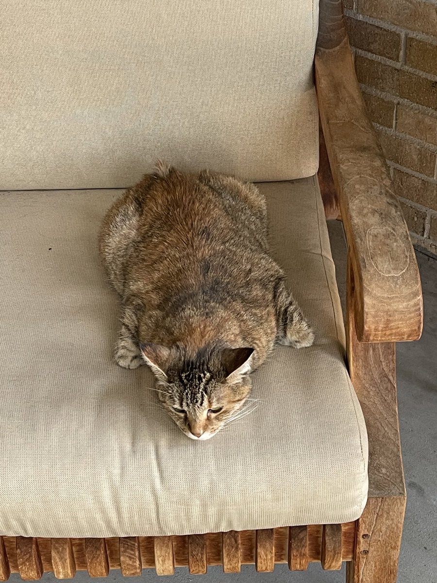 InnovationEd's tweet photo. @buitengebieden @GauravKamalkar Elise. She curls her front paws when sleeping. https://t.co/ce0D6rgl3c