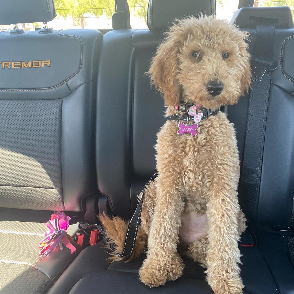 MandMHitTheRoad's tweet photo. Daisy dose of cuteness! 
She’s a great passenger! 

#daisythedoodle #goldendoodle #doodle #gooddog #cardog #goodpassenger https://t.co/tf94Z0F3Vm