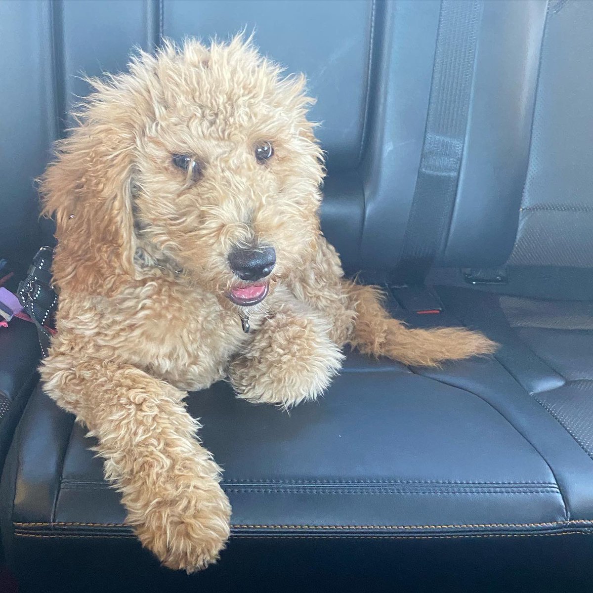 MandMHitTheRoad's tweet photo. Daisy dose of cuteness! 
She’s a great passenger! 

#daisythedoodle #goldendoodle #doodle #gooddog #cardog #goodpassenger https://t.co/tf94Z0F3Vm