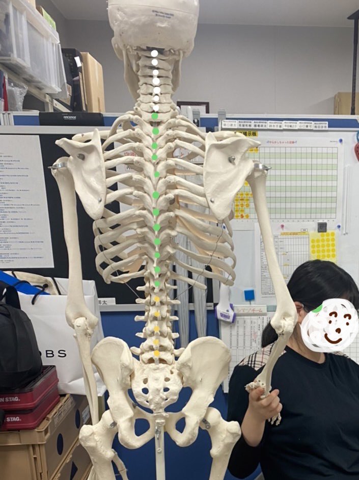 Shokuhin_Seiri's tweet photo. 5/27は背骨の日でした🦴

北海道札幌市の一般社団法人「背骨コンディショニング協会」さんが制定しています。

どうして5/27かというと…
背骨は腰椎5個、胸椎12個、頸椎7個から構成されており、「1」を「/」に見立て、5/27に制定されています🌟

さて、食品生理学研究室の骨格標本を見てみると…？💀 https://t.co/ksgrINbLTM