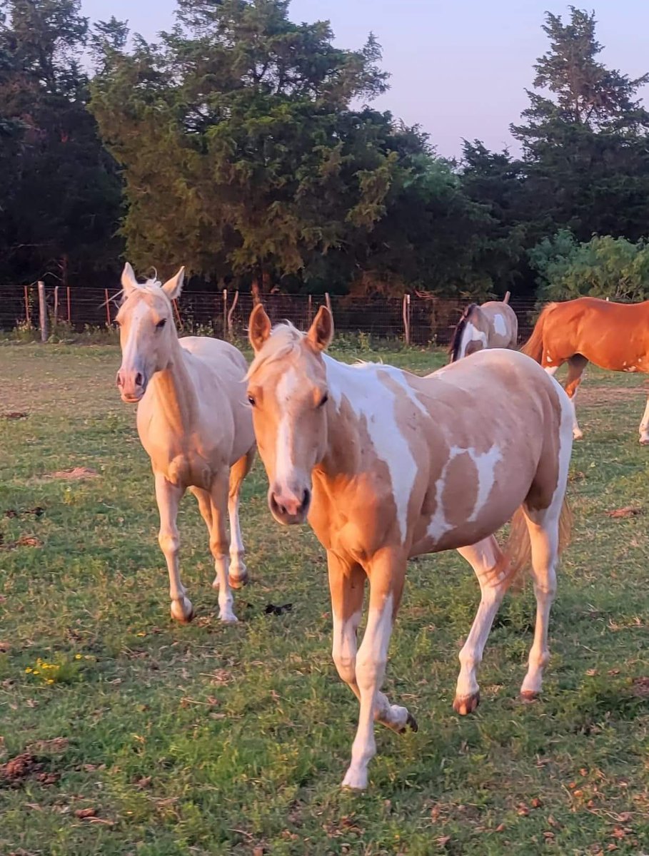 PRRHorseRescue's tweet photo. ‼️ANGEL DONOR MATCH‼️
We have $112.93 in towards our $500 donor match!! Let’s keep going!! We can do this VILLAGE!!
Please help us reach this goal!
https://t.co/8SMrjh6vGy
https://t.co/9NoR8lhaRU
#Horse #Rescue #Donate #Support https://t.co/NuDx1jeH45