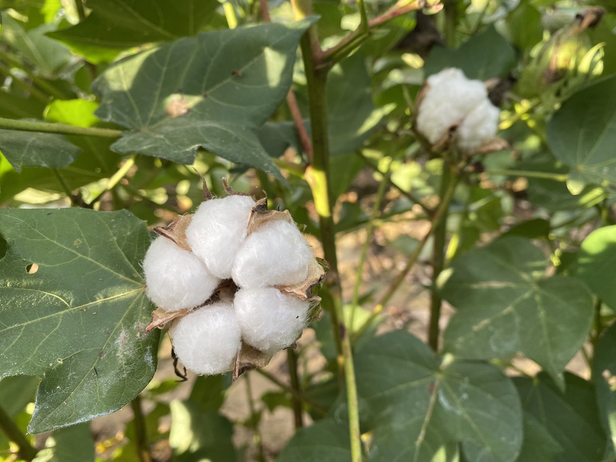 Say hello to your next pair of jeans! It may be in the tail drain - but still so exciting! #northerncotton <a href="/CottonResearch/">CRDC</a> <a href="/CottonInfoAust/">CottonInfo</a>