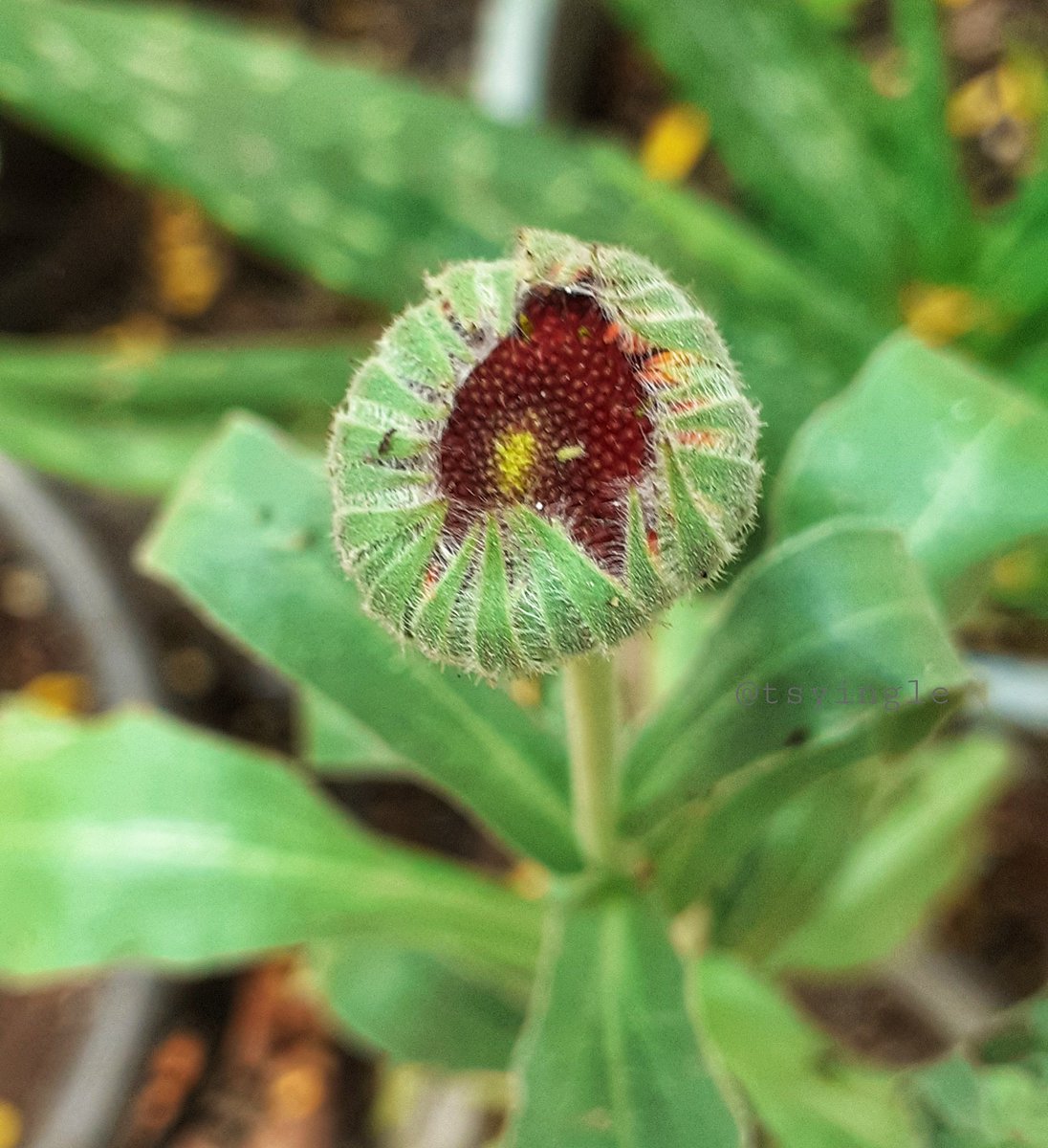 तुषार इंगळे tweet media