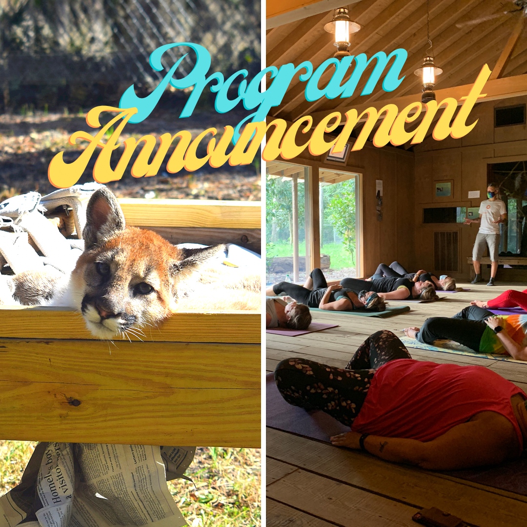 📢 MEMBER-EXCLUSIVE ticket link opens Wednesday, June 1! 
⁠😻 Sat., 6/11 - Enrichment Saturday with the Cougars
🐺 Sat., 6/18 - Yoga in the Wolf Cabin

Make sure your membership is current -- the link will be sent via email to all FOO members TOMORROW at 2pm!!