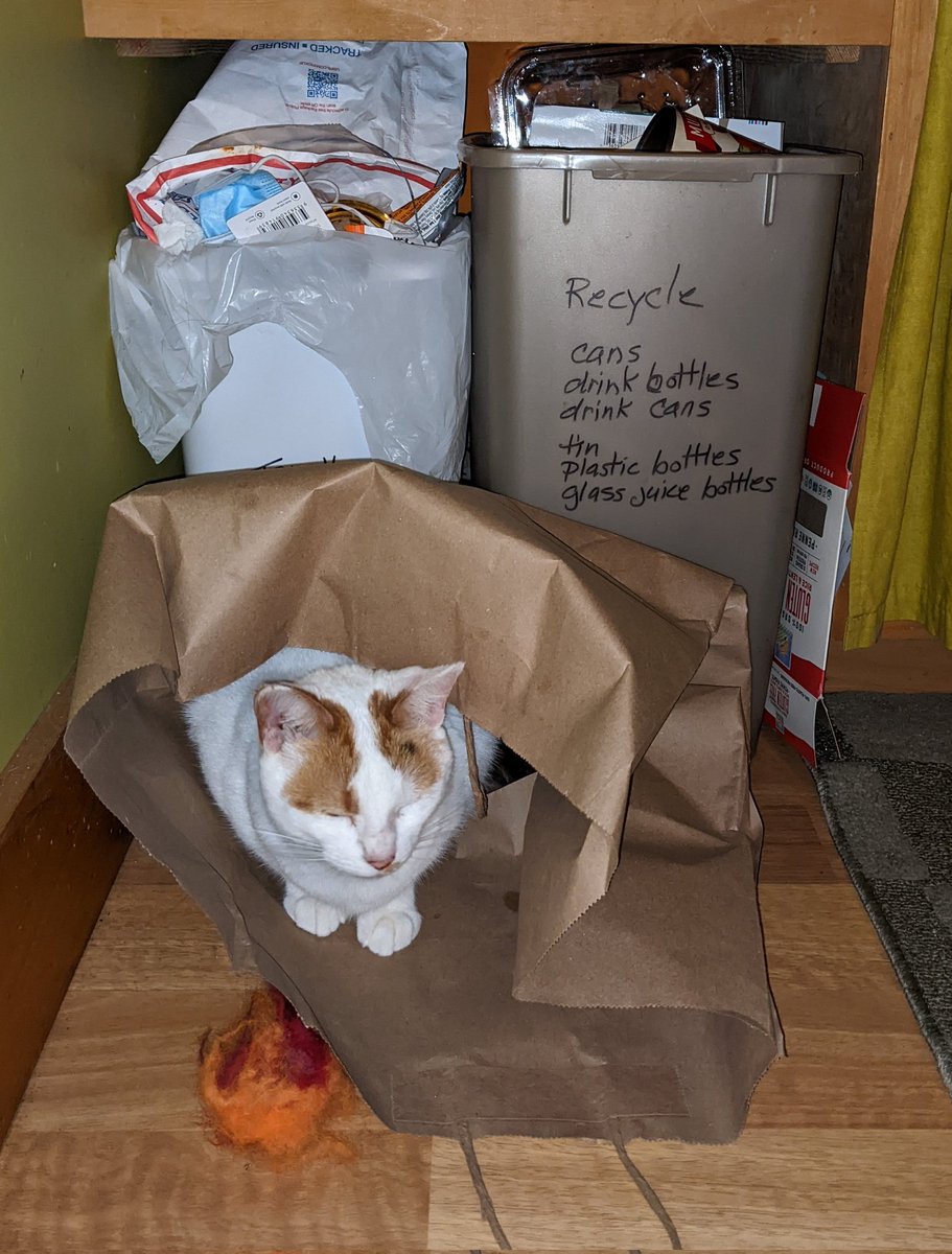 eeeeerriinn's tweet photo. trash cat https://t.co/37V34VAJVv