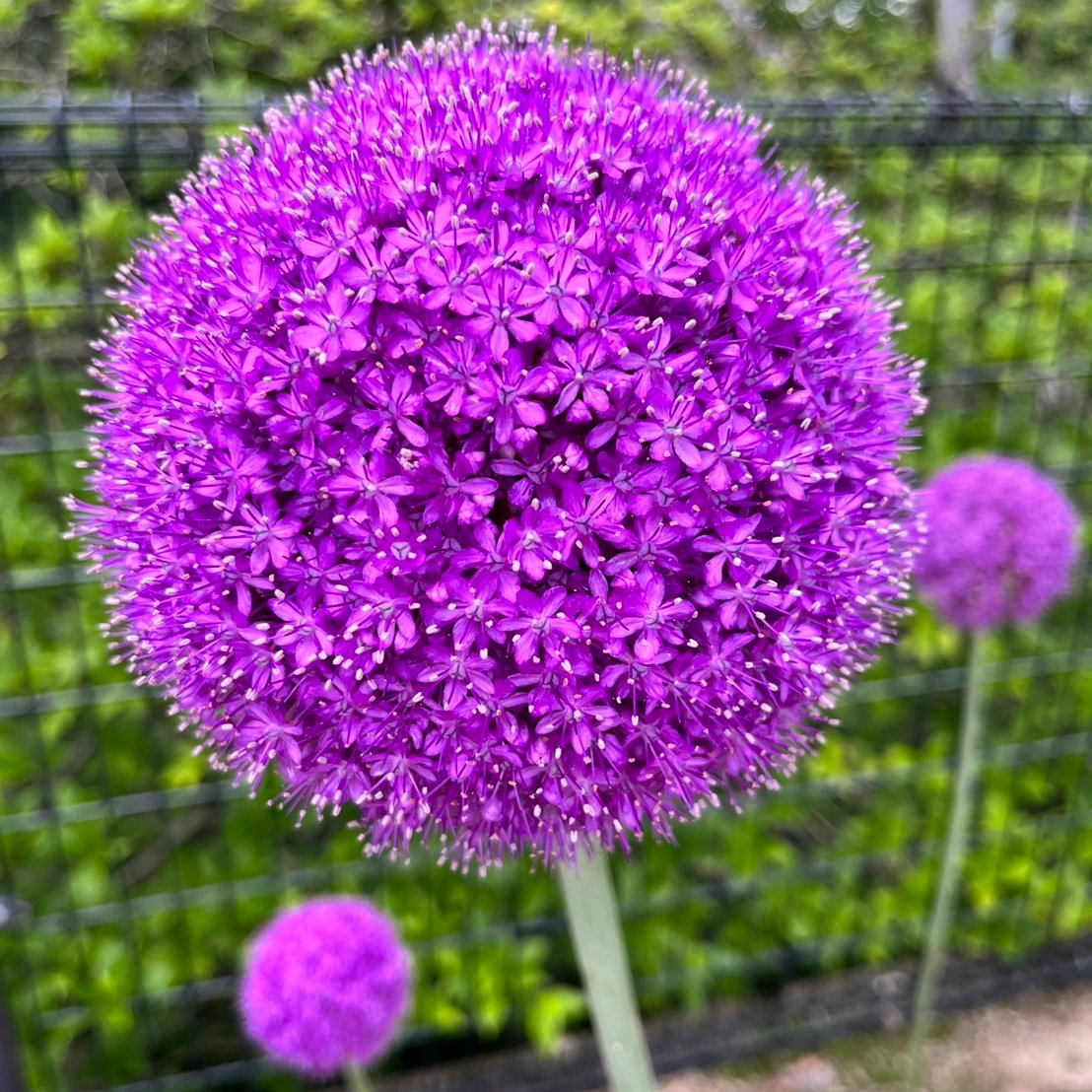 みつこ 株式会社ミツヤ広報 先日みつけたまん丸なお花 紫陽花ではないけど これも紫でステキ 写真をパチリ アリウム ギガンチュームというそうです なんかの必殺技名みたいですね ｱﾘｳﾑｷﾞｶﾞﾝﾁｭｰｰｰｰｯﾑ D