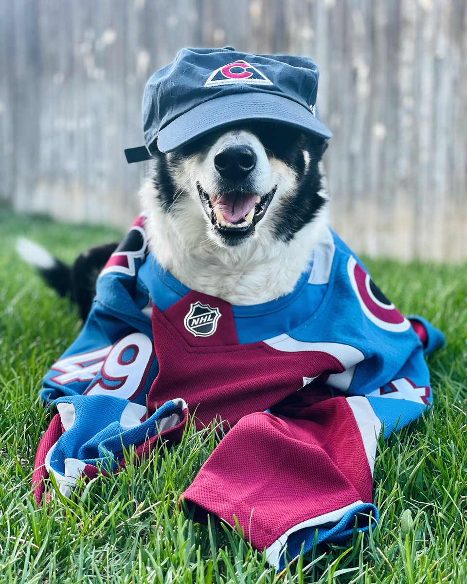 blonDERS116's tweet photo. @Avalanche @PetSmart #goavsgo https://t.co/cZgJiz1xJO