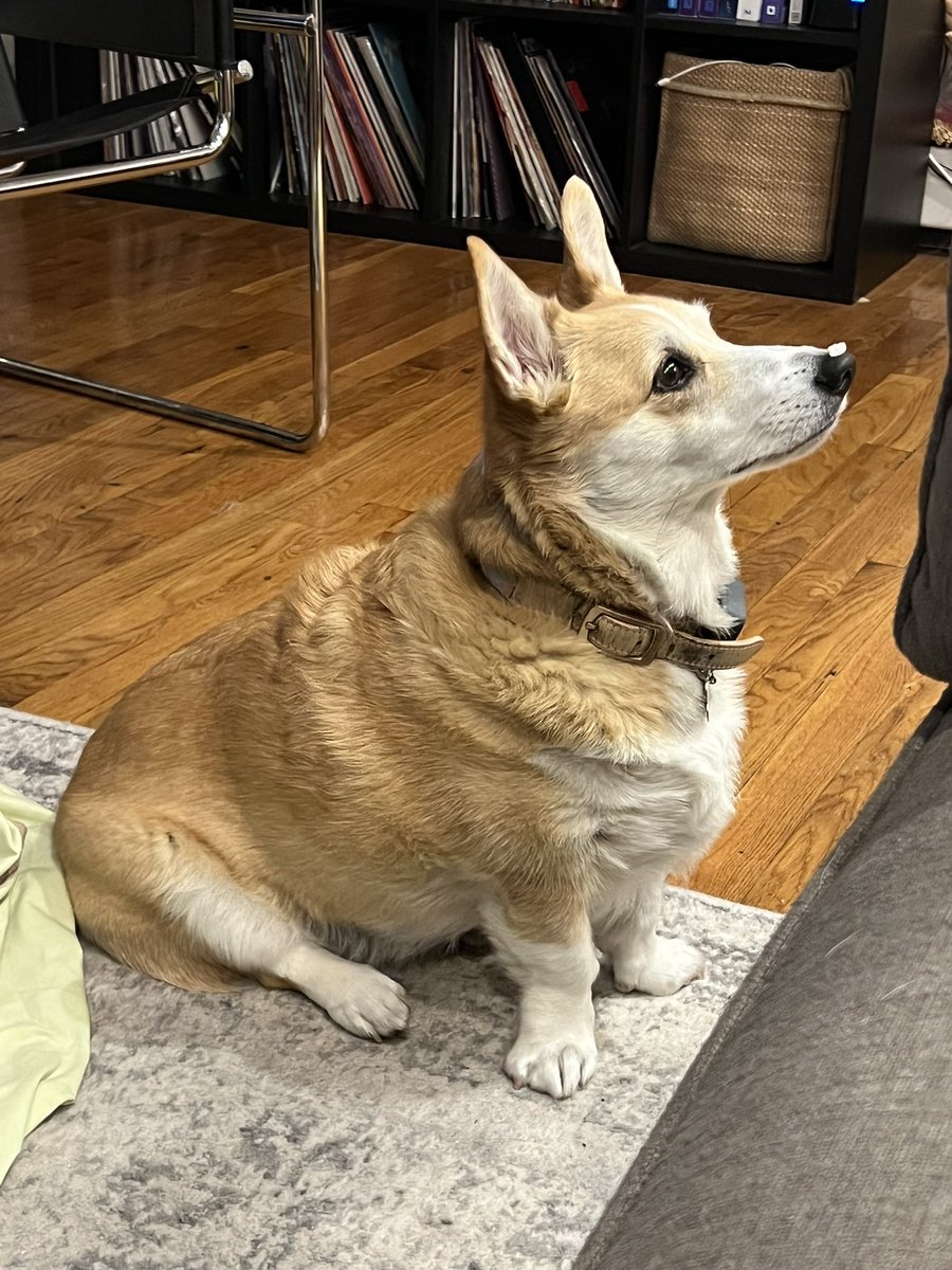 ClubAliP's tweet photo. My dog has a single grain of rice stuck to her nose and I don’t have the heart to tell her. https://t.co/yEftO5gIMx