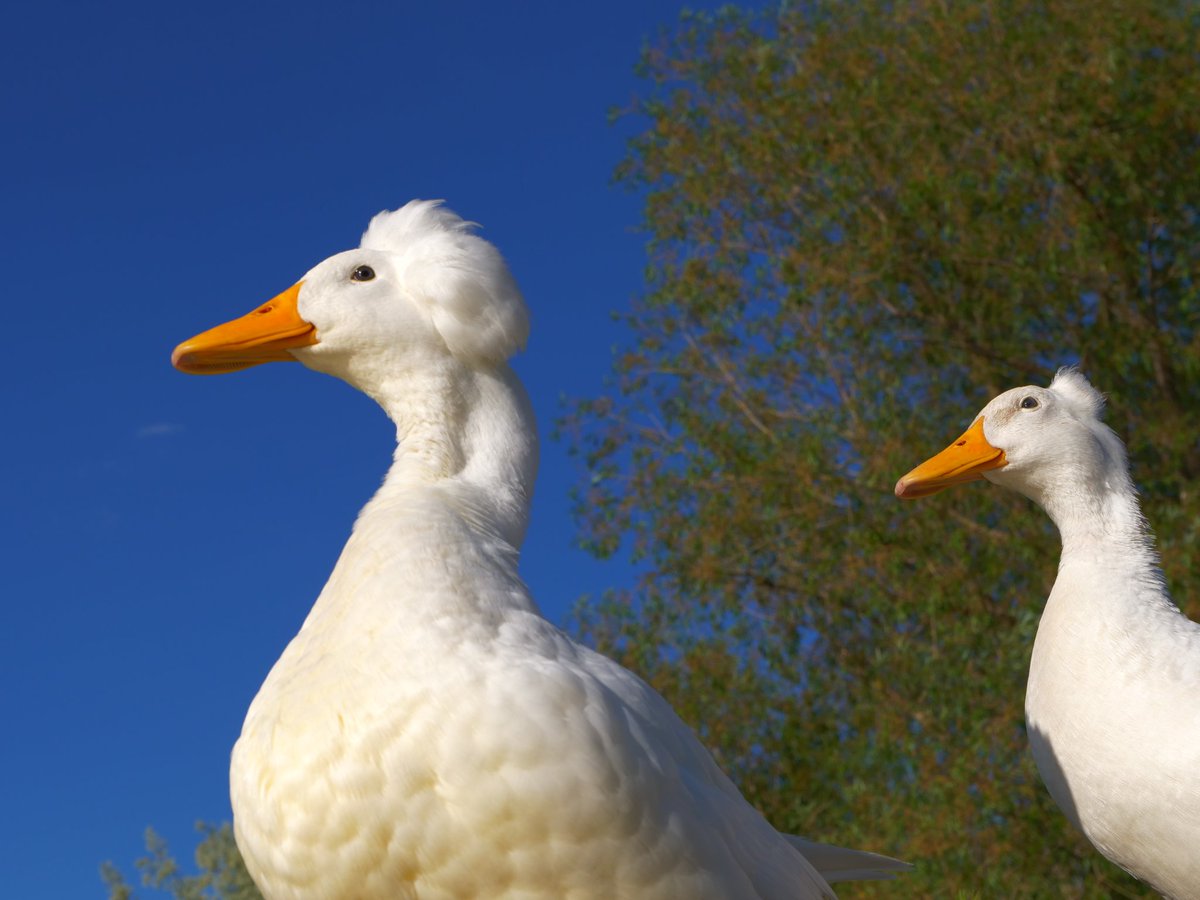 Antoinette and Snowball looking for clouds shaped like cupcakes.

(retweet to send a snack to the pond live.dashducks.tv)