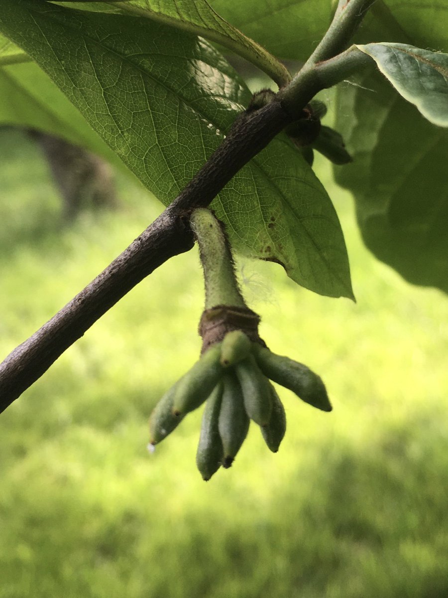 botts_jeremy's tweet photo. Super excited for how many little pawpaws are on our tree this year. Now if I can just keep the raccoons away… #pawpaw #backyardeats #asiminatriloba https://t.co/H2LX56OT2b