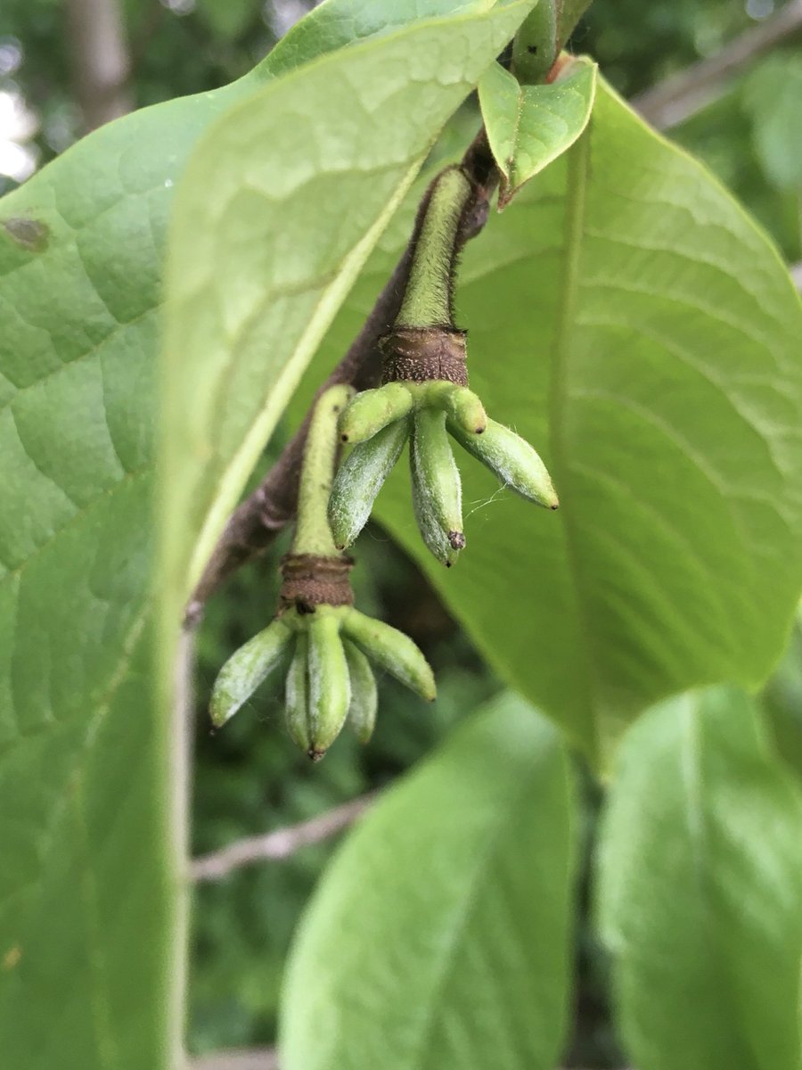 botts_jeremy's tweet photo. Super excited for how many little pawpaws are on our tree this year. Now if I can just keep the raccoons away… #pawpaw #backyardeats #asiminatriloba https://t.co/H2LX56OT2b