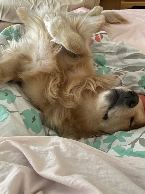 寝る犬のtwitterイラスト検索結果