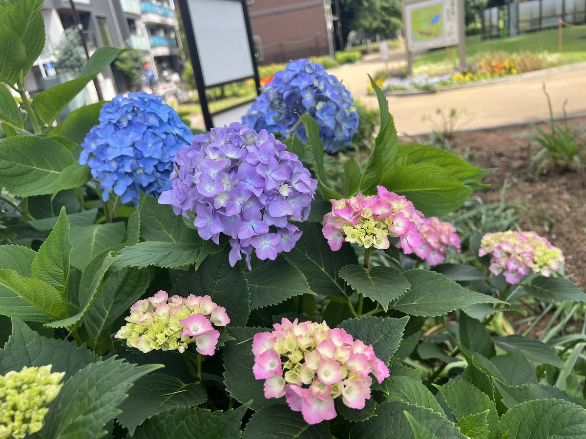 おはようございます 朝から快晴で 過ごしやすいですね 紫陽花がしっかりと色付いて綺麗です 紫陽花の色は種の種類ではなく 土壌の酸性度によって決まりますよ 紫陽花 文庫の森 品川区 品川区民ニュース