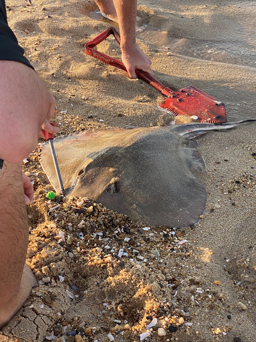 msc7426's tweet photo. Beach livin #dirtymax #delaware #302 #surffishing https://t.co/lpGBBTyzNY
