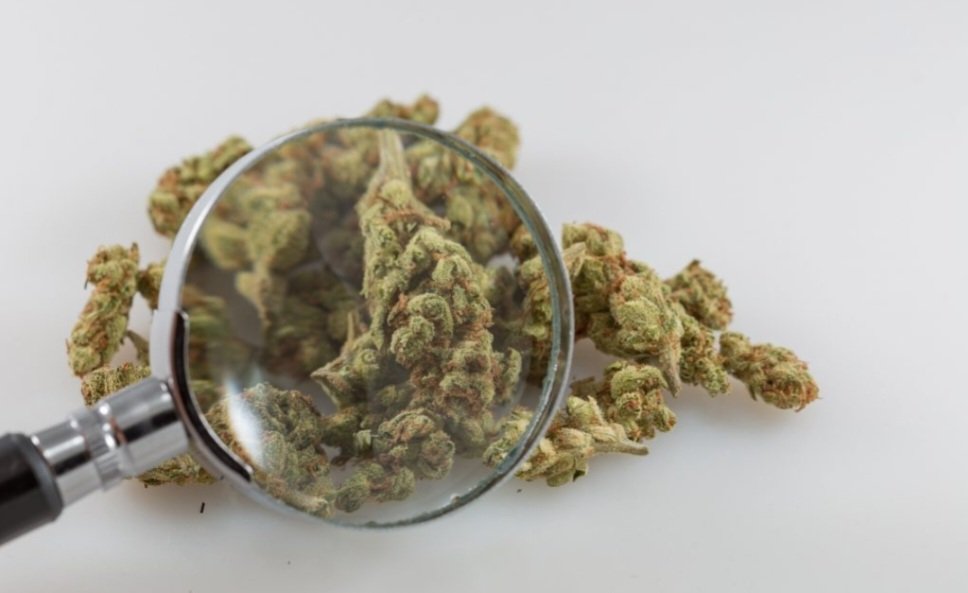 TheSeedlings420's tweet photo. Feds Funding Research On Role Of Cannabis In Treating Cancer
#Mmemberville #NFTs #NFTCommunity #CannabisNews #HappyTweeds #NFT #TheSeedlings #Cancer #web3 https://t.co/OIbZON3kGR