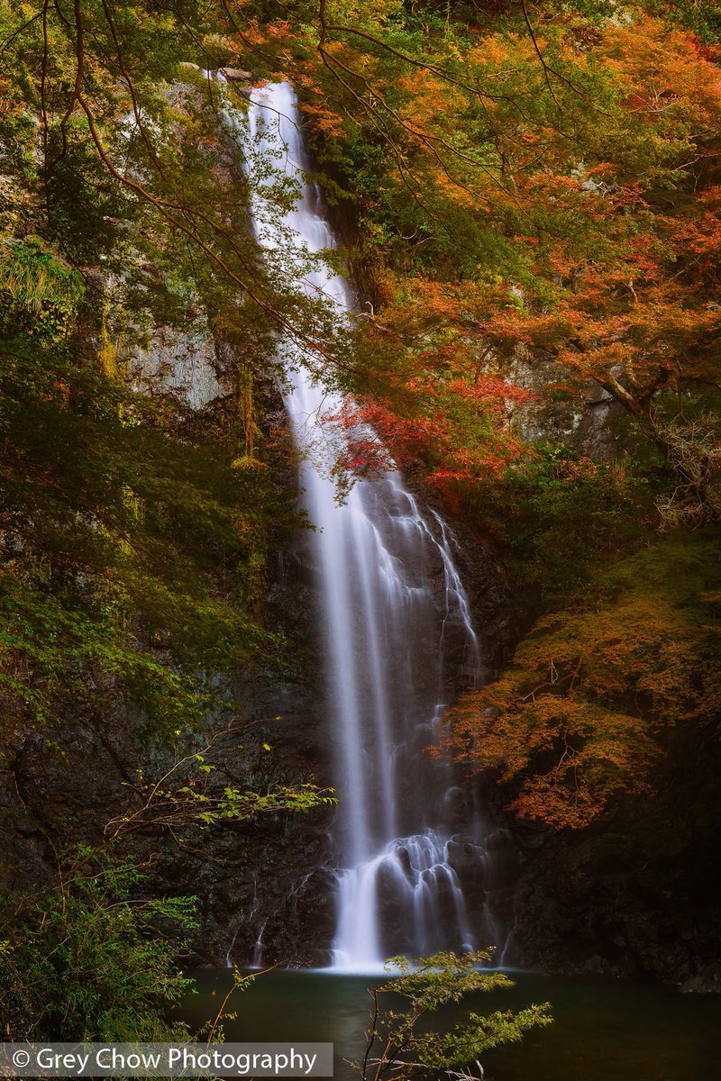 Grey Chow tweet media